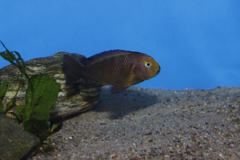Tropheus sp. 'lukuga' Mtoto